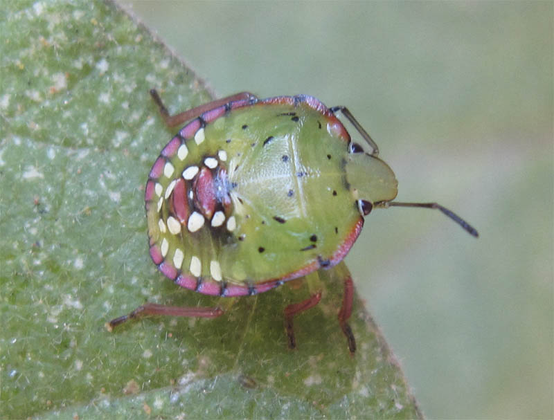 Pentatomidae: juv. di Nezara viridula